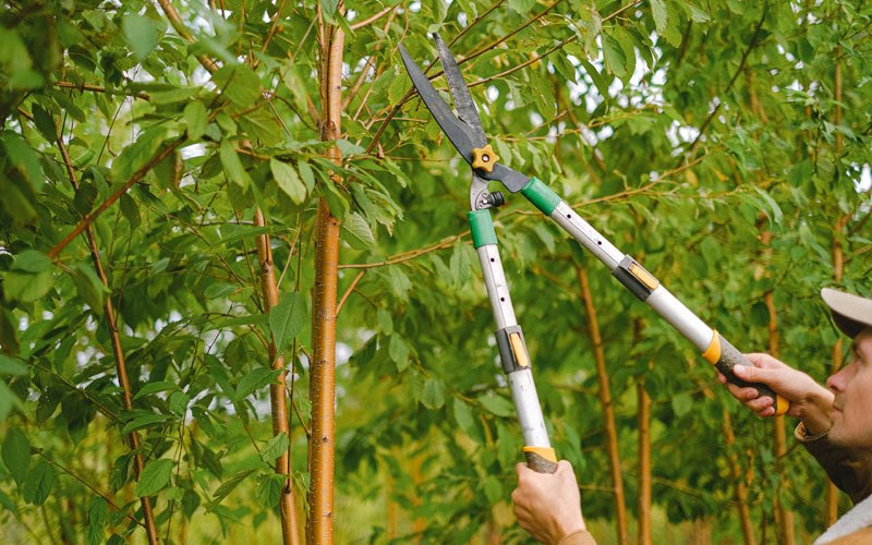 Tree trimming in Nashua, IA
