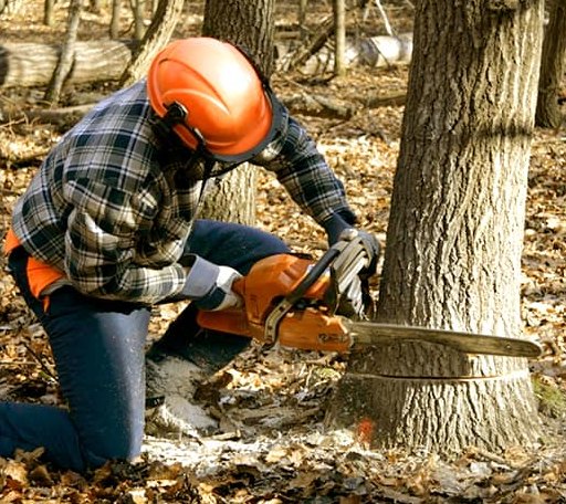 Tree Removal in Nashua, IA